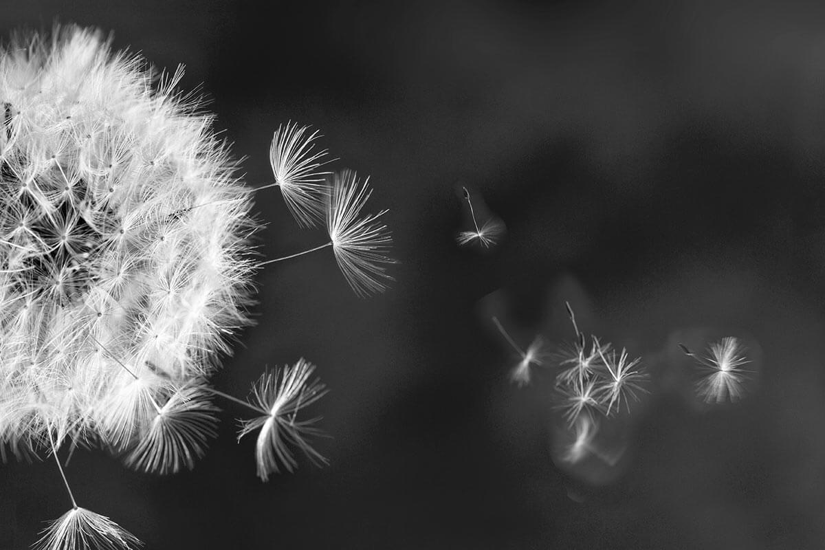 洗練されたモノトーン Monocromo